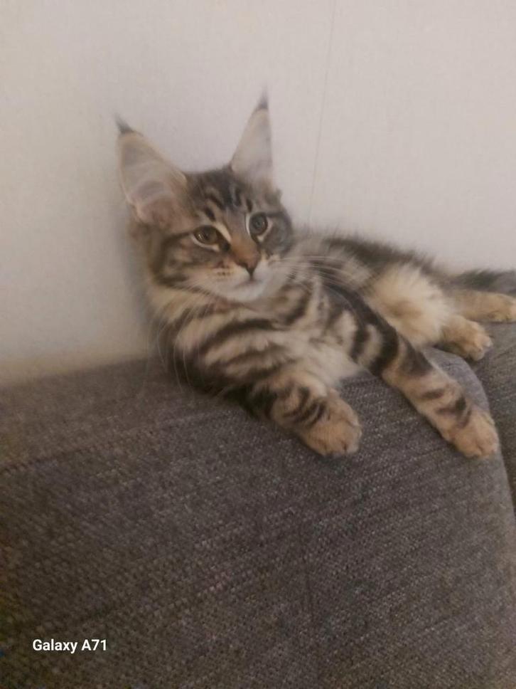 Maine Coon poesje, Dieren en Toebehoren, Katten en Kittens | Raskatten | Langhaar