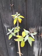 Vlinderstruik stek goed geworteld, Tuin en Terras, Planten | Tuinplanten, Ophalen