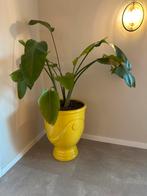 Grote Plant met Pot, Tuin en Terras, Ophalen, 40 cm of meer, Rond, Aardewerk