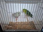 Catharina parkieten, Dieren en Toebehoren, Vogels | Parkieten en Papegaaien, Meerdere dieren, Parkiet, Geringd