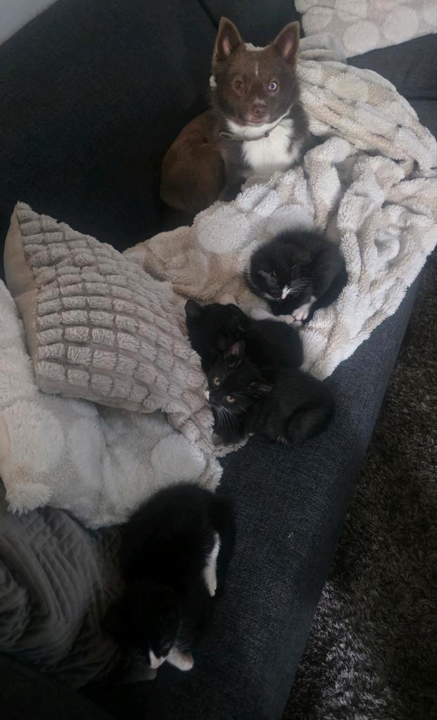 Nog 3 lieve speelse zwart/witte kittens (katertjes), Dieren en Toebehoren, Katten en Kittens | Overige Katten, Meerdere dieren