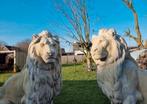 💥🦁 XXL Leeuwen Poortwachters - Tuinbeeld Oprit, Dierenbeeld, Ophalen of Verzenden, Beton, Noordhoek
