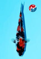 HQ GINRIN SHOWA super mooie eenjarige KOI SHOW Qualiteit, Karper of Koi