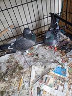 Koppel sierduiven, Dieren en Toebehoren, Vogels | Duiven, Meerdere dieren, Overige soorten