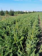 Plantgoed Picea omorika servische spar, Bloeit niet, Overige soorten, Minder dan 100 cm, Ophalen