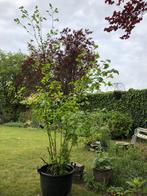 Hazelaar/hazelnoot boom in bak opgekweekt +- 2.40 m hoog, In pot, Overige soorten, Ophalen of Verzenden, 100 tot 250 cm