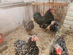 Roodporselein wyandotte krielen Meerdere trios, Dieren en Toebehoren, Pluimvee, Vrouwelijk, Kip
