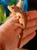 Wimpergekko inktspot dalmatian, Dieren en Toebehoren, Hagedis, 0 tot 2 jaar