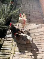 3 kippen, Dieren en Toebehoren, Pluimvee, Vrouwelijk, Kip