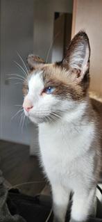 Speelse poes zoekt nieuw huisje, Dieren en Toebehoren, Katten en Kittens | Overige Katten, Poes, Kortharig, 0 tot 2 jaar