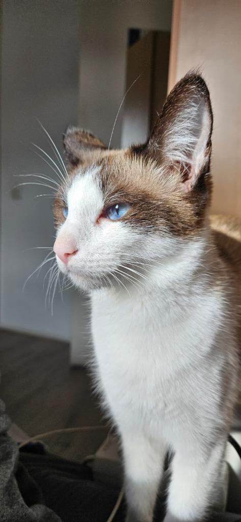 Speelse poes zoekt nieuw huisje, Dieren en Toebehoren, Katten en Kittens | Overige Katten, Kortharig, Poes, 0 tot 2 jaar
