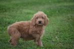 Labradoodle pup, Dieren en Toebehoren, Honden | Niet-rashonden, België, Rabiës (hondsdolheid), 15 weken tot 1 jaar, Teef