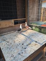 Schild postduiven, Dieren en Toebehoren, Vogels | Duiven, Meerdere dieren, Postduif