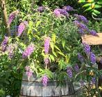 Buddleja davidii Wisteria Lane stekken/vlinderstruik, Ophalen