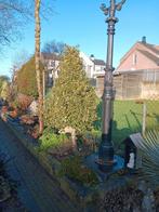 ilex aquifolium aureomarginata, 100 tot 250 cm, Zomer, Volle zon, In pot