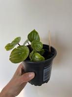 Peperomia Argyreia, watermeloenplant of stek, Overige soorten, Minder dan 100 cm, Halfschaduw, Ophalen