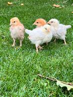 3 weken oude kuikens van leghennen, Vrouwelijk, Kip