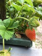 Aardbeiplantjes koninginnenkruid herfstaster sneeuwklokjes, Tuin en Terras, Planten | Tuinplanten, Ophalen, Volle zon, Groenteplanten
