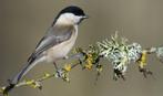 Matkopmees matkop vogel, Dieren en Toebehoren, Mannelijk, Wildzangvogel, Geringd