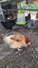 Diverse Golden Comets  9 mnd oud, Dieren en Toebehoren, Pluimvee, Mannelijk, Eend