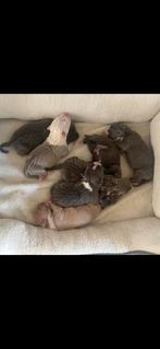 Prachtige Pasgeboren american bully xl pups, Dieren en Toebehoren, Honden | Bulldogs, Pinschers en Molossers, Rabiës (hondsdolheid)