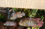 Sahica chiclide (Cryptoheros sajica), Vis