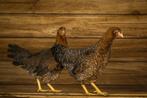Bielefelder kippen | Rustig karakter | Deskundig advies!, Dieren en Toebehoren, Pluimvee, Kip, Meerdere dieren