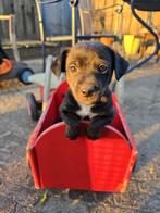 Deze zijn weg, Dieren en Toebehoren, Jack Russell Terriër, 8 tot 15 weken, CDV (hondenziekte), Meerdere dieren