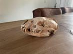 Schedel van een Das, Ophalen of Verzenden, Gebruikt, Wild dier, Schedel