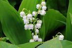 Lelietjes van Dalen vaste plant, Ophalen, Bodembedekkers, Vaste plant, Halfschaduw