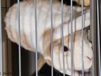 Heel leuk konijn, Dieren en Toebehoren, Mannelijk