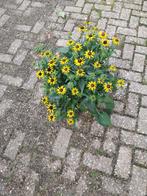 Rudbeckia 'Zonnehoed' - Prachtige Zomerbloeier, Volle zon, Vaste plant, Zomer, Ophalen