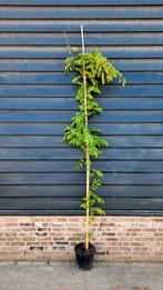 Blauwe regen Wisteria sinensis ‘Prolific🌿, Ophalen, Volle zon, Overige soorten