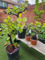 Bonsai druif (vitis), ruim 15 jaar oude stam, Tuin en Terras, Planten | Fruitbomen, Volle zon, Minder dan 100 cm, Ophalen of Verzenden