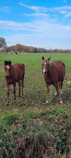Hengstveulen, Dieren en Toebehoren, Paarden, Minder dan 160 cm, Niet van toepassing, 0 tot 2 jaar, Hengst