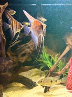 Pterophyllum scalare manacapuru red back / Maanvis, Vis