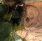 Pantherophis alleghaniensis, Dieren en Toebehoren, Reptielen en Amfibieën, Slang, Tam, 7 tot 10 jaar