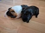 2 lieve vrouwtjes cavia's met hok en toebehoren, Dieren en Toebehoren, Cavia, Vrouwelijk, Januari, Tam