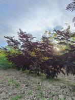 Albizia summer chocolate meerstammig in verschillende maten, Tuin en Terras, Volle zon, 100 tot 250 cm, Zomer, Overige soorten