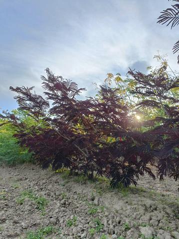 Albizia summer chocolate meerstammig in verschillende maten beschikbaar voor biedingen