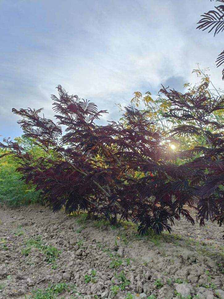Albizia summer chocolate meerstammig in verschillende maten, Tuin en Terras, Planten | Bomen, Overige soorten, 100 tot 250 cm