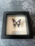 Lijst met Graphium weiskei, Ophalen of Verzenden, Nieuw, Hout, Minder dan 50 cm
