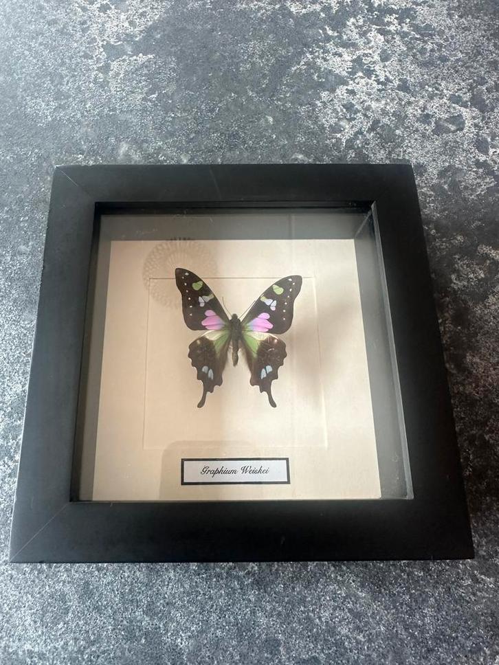 Lijst met Graphium weiskei, Huis en Inrichting, Woonaccessoires | Lijsten, Nieuw, Minder dan 50 cm, Hout, Ophalen of Verzenden