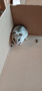 Jonge Chinezen dwerghamster + kooi, Dieren en Toebehoren, Knaagdieren, Hamster, April, Vrouwelijk, Tam