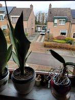 Sanseveria groot, Ophalen, Overige soorten, Volle zon