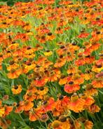 Helenium Moerheim Beauty Zonnekruid, Ophalen of Verzenden, Zomer, Volle zon