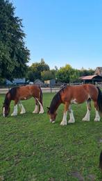 Te koop 2 unieke Tinker merries / Irish Cob, Dieren en Toebehoren, Paarden, Merrie, Minder dan 160 cm, 3 tot 6 jaar, Ontwormd