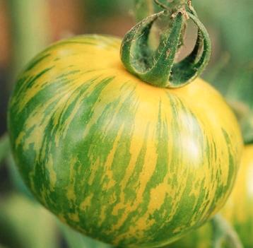 Zaden Zebra Tomaat groen - Solanum lycopersicum 'Green Zebra beschikbaar voor biedingen