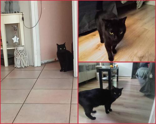 Met spoed zoeken twee 7 jarige katten nieuw huisje, Dieren en Toebehoren, Katten en Kittens | Overige Katten, Kortharig, Meerdere dieren