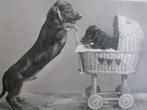 Oude Echte Foto Kaart - Teckel met Poppenwagen, Verzamelen, Verzenden, 1940 tot 1960, Ongelopen, Overige thema's